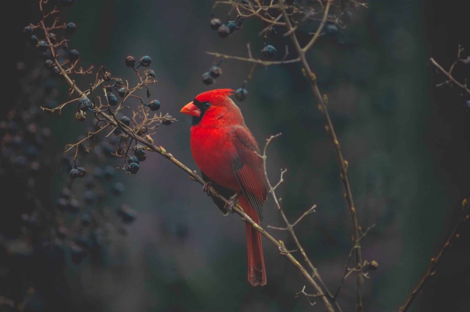 Finding Solace and Remembrance Deceased Loved One, Cardinal Flying